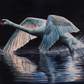Helen Coulter - “Winging It” – http://www.helencoulter.com.au/
