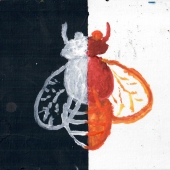 David Rubin - “Half and Half Fly” – daru3@aol.com