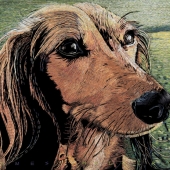 James Haggerty – “Doxie (Canis Lupus Familiaris)” – http://jameshaggerty.net/