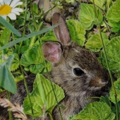 Kathryn Hansen – “A Good Hare Day” – https://www.kathrynhansen.com/