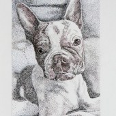 A.T. "Tommie" Watt – “Finn, a Boston Terrier” – thomaswatt19@gmail.com
