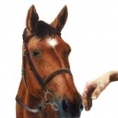 Harshini Thavathiru Murugan – “No Animals were Harmed... much” – https://www.instagram.com/harshini.art/