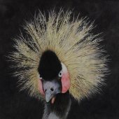 John Guiseppi - “West African Crowned Crane” – http://www.johnguiseppi.com/