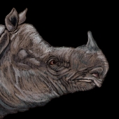 Lokesh Coomar - “Javan Rhinoceros” – https://www.facebook.com/coomarwildlifeart