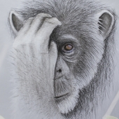 Tony Mills - “Chimpanzee” – http://www.photoartbytonymills.com/