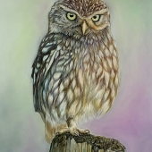 Laura Pennell - “Little Owl” – http://www.laura-pennell.co.uk/
