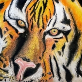 Mark De Colibus - “Eyes of the Tiger” – mauimark3@aol.com
