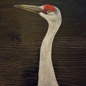 Claudia McCarty - “Whooping Crane at Night” – https://www.etsy.com/shop/TickleMeInHeaven?ref=seller-platform-mcnav