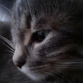 Farnoush Katouzian - “Melody the Cat” – fkjanuary6th@gmail.com