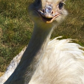 Luanne Bole-Becker – “Unabashed” – https://luanne-bole-becker.square.site/