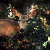 Elina Akselrud – “A Young Deer” – http://elinaakselrud.com/