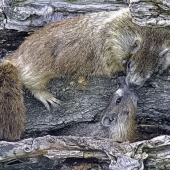 Joe Pate – “Kissing Marmots” – http://www.jop8.art
