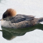 Harold Grimes – “Gliding Along” – http://overthesidephotography.com/