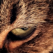 Christa Bailey – “All the Better to See You” – https://sites.google.com/view/christalblooms/home