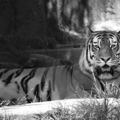 Christa Bailey – “The True King” – https://sites.google.com/view/christalblooms/home