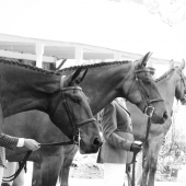 Ali Graves – “The Line Up” – http://www.facebook.com/artworkbyaligraves/