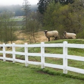Evon Stone Rubenstein - “Stragglers” – http://www.ekstonephotography.com/