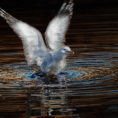 Petras Paulauskas - “Getting out of the darkness...” – https://www.saatchiart.com/pitofotos_prints