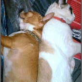 Alexandre Nodopaka - “Romeow & Maddie” – alexnodopaka2@gmail.com