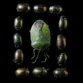 Emily Kirsch - “Beetles Pattern 3” – http://www.emilykirsch.ca/