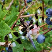 Ricardo Jose Gonzalez-Rothi - “Lace in the Blueberries” – ricg23@gmail.com