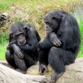 Dan Graveh - “Deep Thoughts” – http://www.art-il.net/