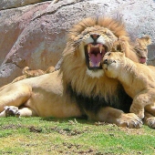 Diane Sanderson - “Testing Dad's Tolerance” – http://www.dianesanderson.mysite.com/