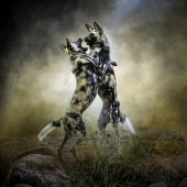 Nicole Wilde - “Painted Dog Playtime” – http://www.photomagicalart.com/