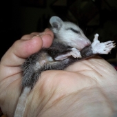 Alexandre Nodopaka - “Fast Asleep” – alexnodopaka2@gmail.com