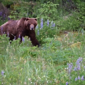 Lillian Ruedrich - “Solstice Bear Comes Calling” – http://www.scribblr.com/