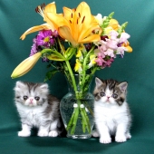 Garret Demarest - “Blooming” – http://www.innervigorations.com/