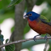 Larry Klink - “Painted Bunting” – http://www.earthwatcher.us/