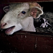 Loretta Oleck - “Goat” – http://www.lorettaoleck.com/