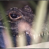 John Pingree - “I Can See You” – https://www.flickr.com/photos/jpingree