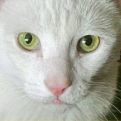 Marcia Berg Haskell - “StarMan” – http://www.marciascreativeworld.com/