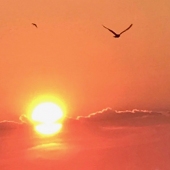 Bonnie Rosenstock - “Into the Sunset” – bonnerose@aol.com