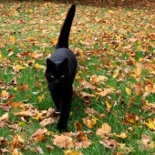 Margaret Flaherty - “Black Cat in Fall” – mflahert5@massasoit.edu