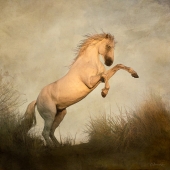 Barbara Mierau-Klein - “Rearing Stallion” – http://www.barbaramierauklein.com/