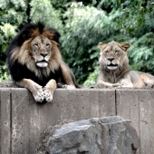 Anand Swaroop Manchiraju - “Majestic Couple” – http://anandswaroop-manchiraju.pixels.com/