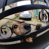 Terry Vitacco - “Vitacco Puppy, Merry sur Yonne” – http://www.terryvitaccophotography.com/