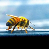 Scarlett Kirn - “Bee” – https://scarlettkirn11.wixsite.com/portfolio