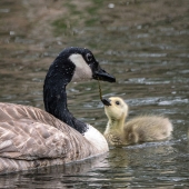 John Diephouse - “Mother's Love” – jdiephouse@gmail.com