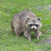 Charles E Hall - “Daytime Burglar” – https://charlesehall.com/