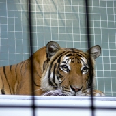 Gregory Antollino - “The Very Last Time I Went to a Zoo” – gantollino@gmail.com