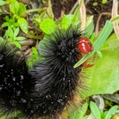 Sue Smith - “Yummy Yummy Breakfast” – https://assp.suesmithphotography.com.au/