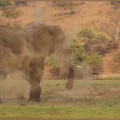 Judy Orcutt – “Having a Dust Bath” – http://www.quilligraphy.com/
