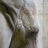 Luanne Bole-Becker – “Elephant Eye” – https://luanne-bole-becker.square.site/