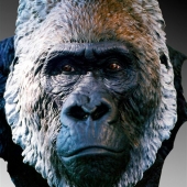 1st Place – Bill Wieger – “Silverback Lowland Gorilla” – www.billwieger.com