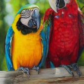 10th Place – Anne-Marie Zanetti - “Upclose and Personal” – www.zanettiart.com