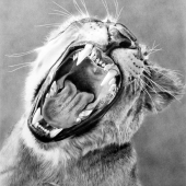 3rd Place – Dan Pyle - “Ferocious” – www.danpyleartist.com